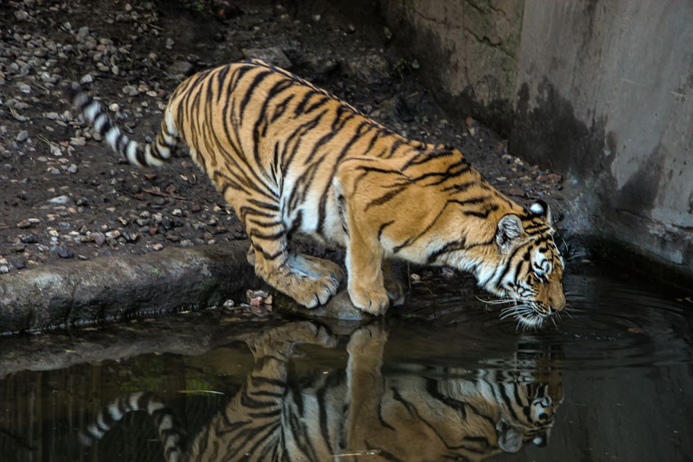 Durstiger Tiger
