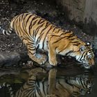 Durstiger Tiger