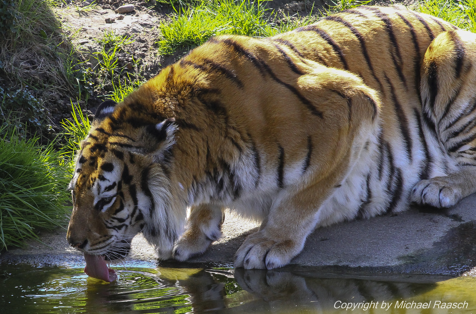 durstiger Tiger