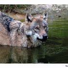 durstiger Wolf
