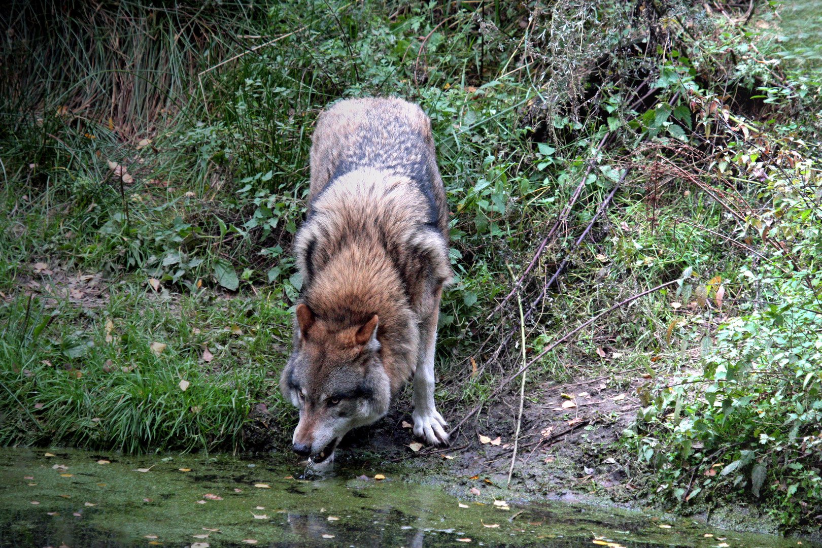 DURSTIGER WOLF