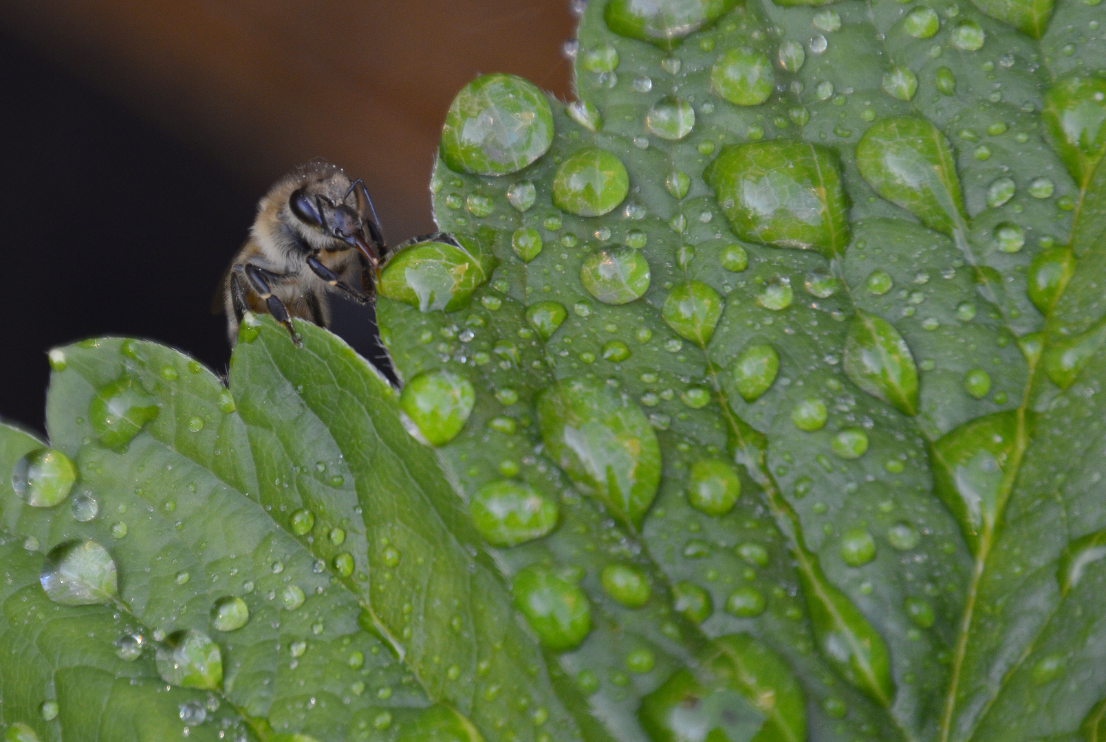 Durstiges Bienchen