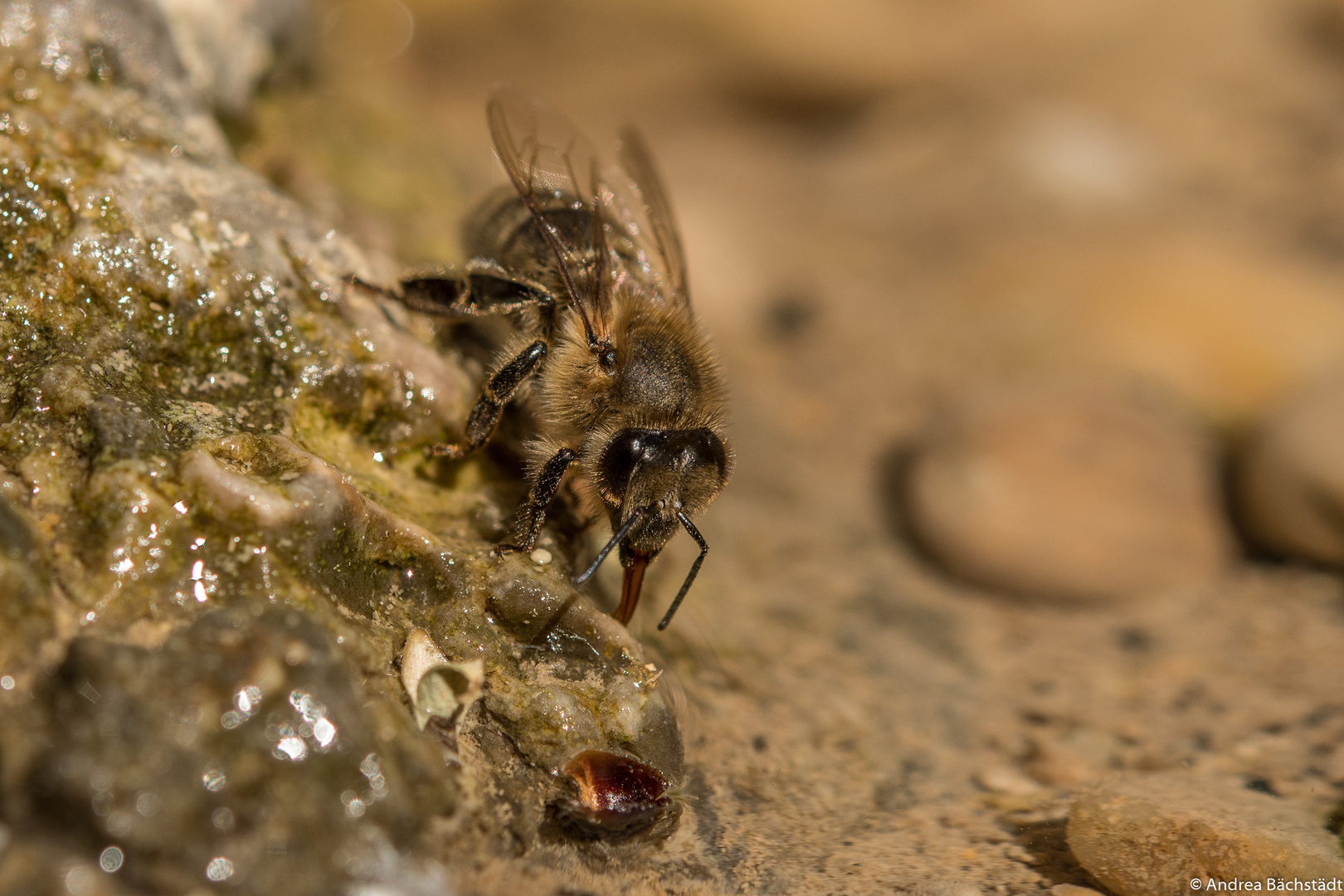 durstiges Bienchen