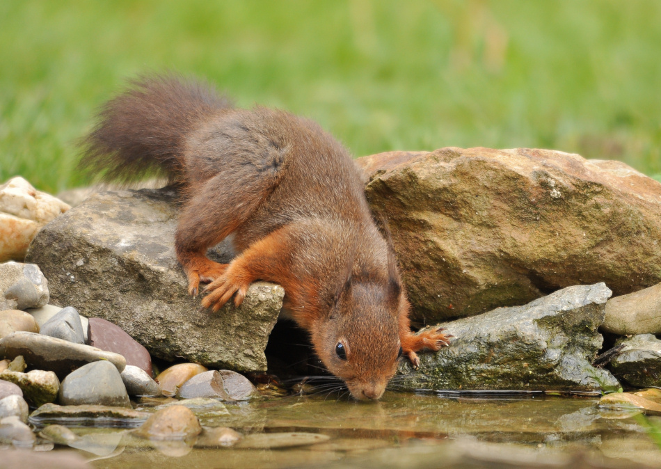 Durstiges Eichhörnchen