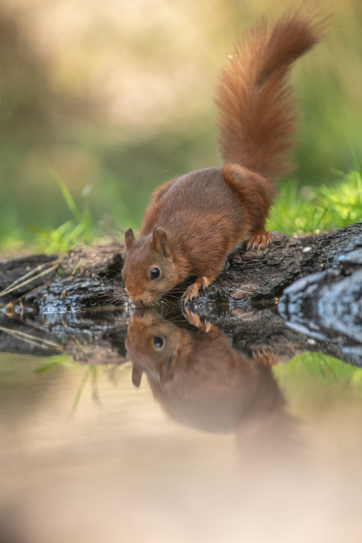 Durstiges Eichhörnchen