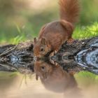 Durstiges Eichhörnchen