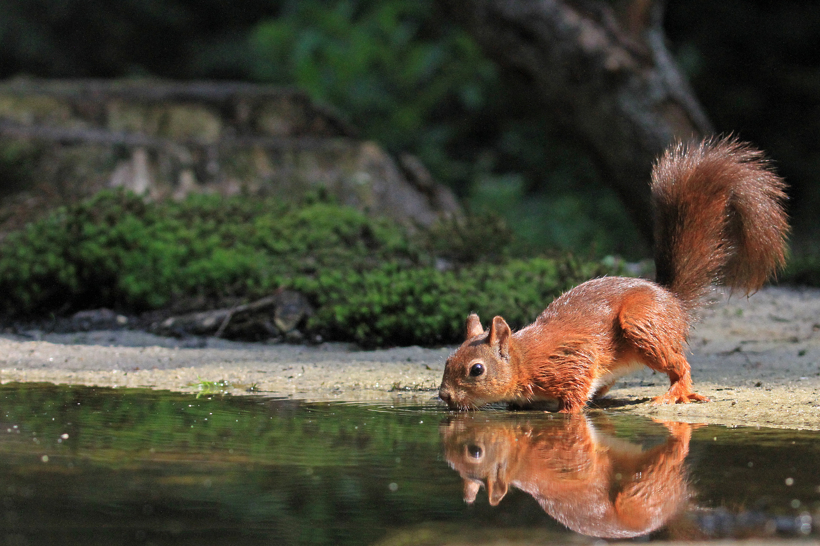 durstiges Eichhörnchen