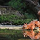 durstiges Eichhörnchen