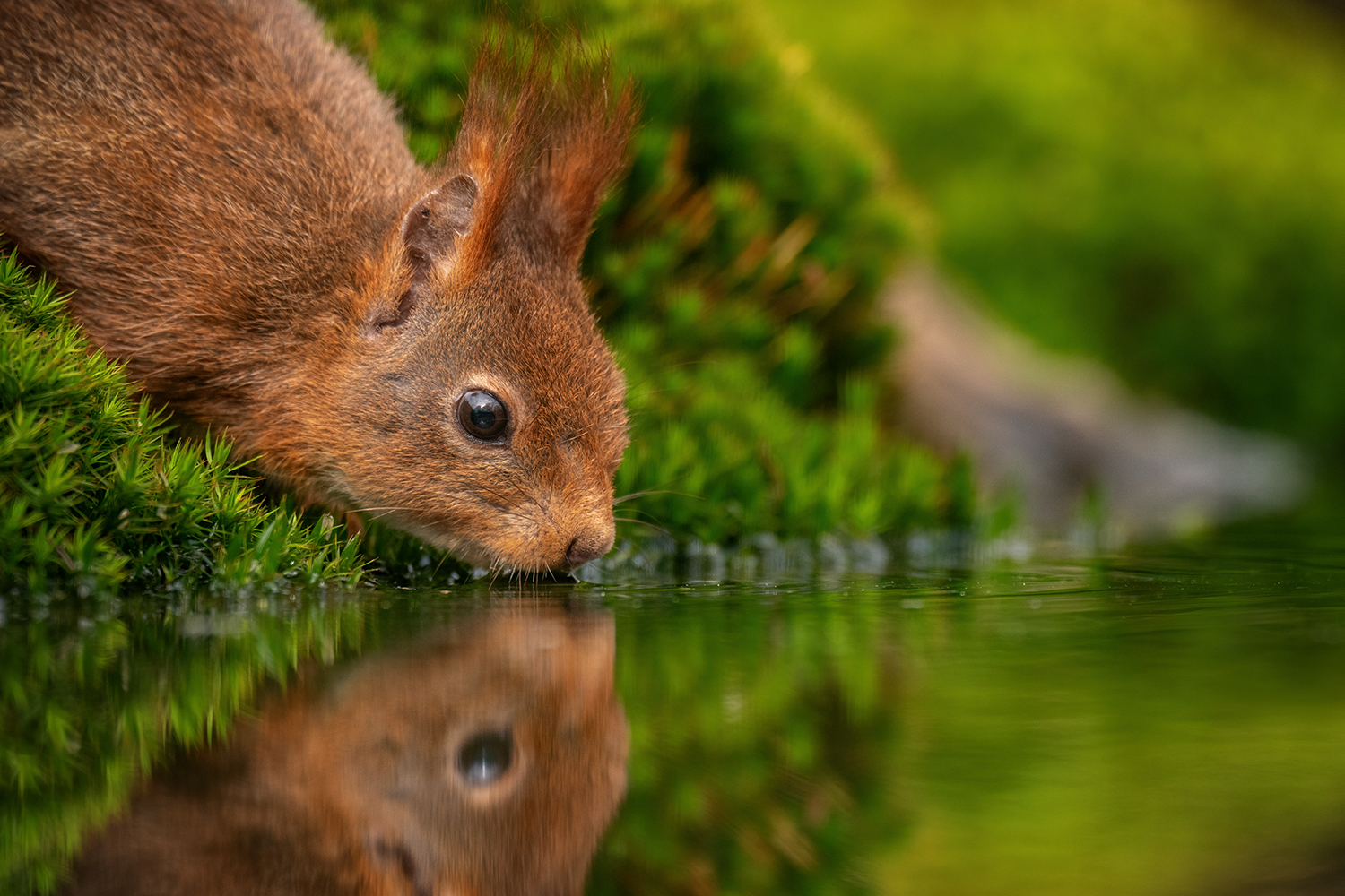 Durstiges Eichhörnchen