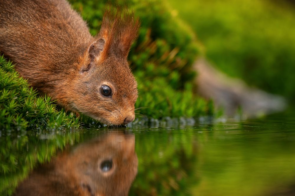 Durstiges Eichhörnchen