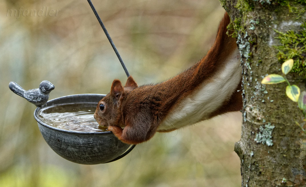 Durstiges Eichhörnchen