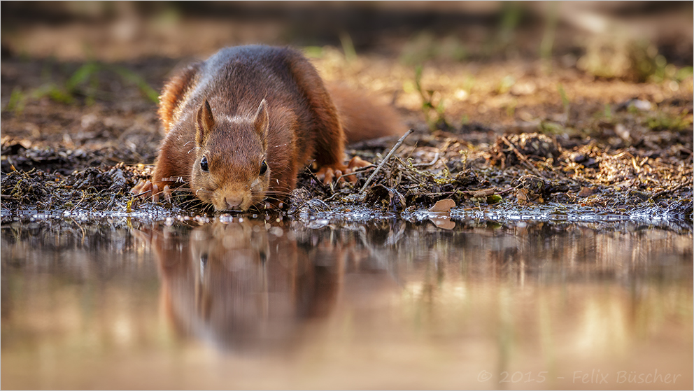 Durstiges Eichhörnchen