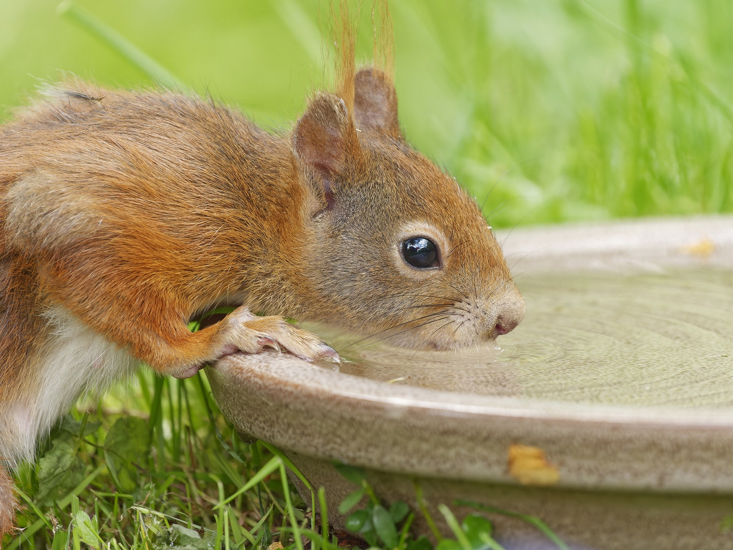 Durstiges Eichhörnchen