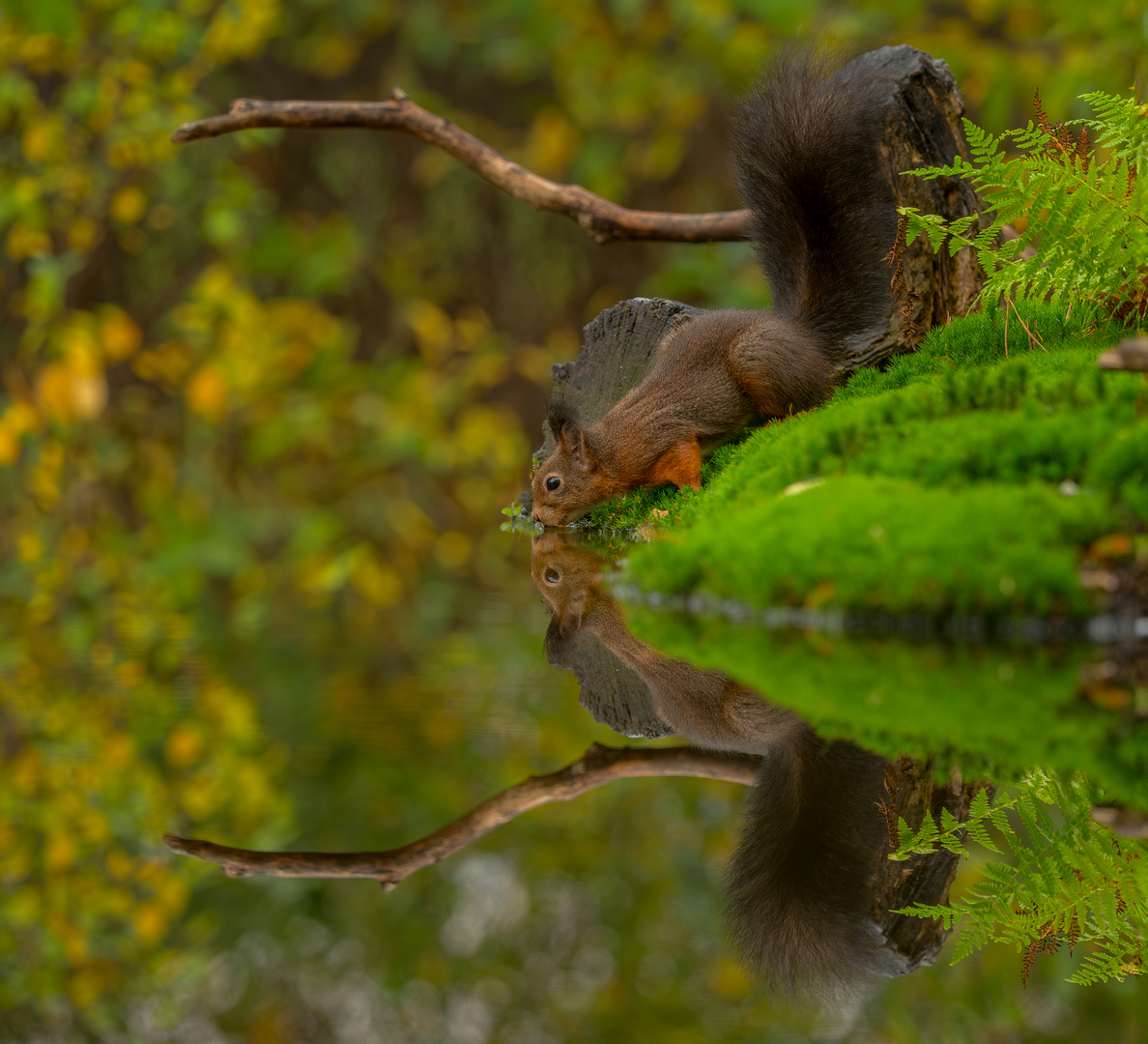 durstiges Hörnchen....