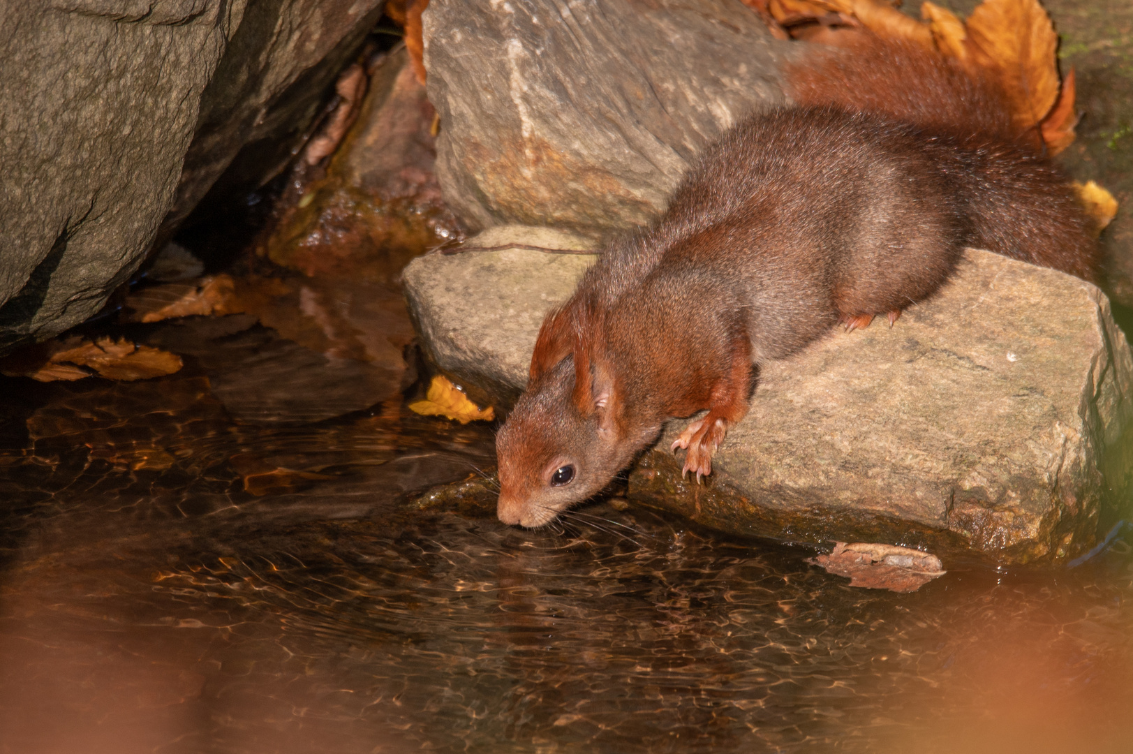 Durstiges Hörnchen am 05.11.2022