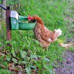 Durstiges Huhn