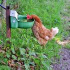 Durstiges Huhn