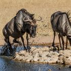 Durstiges nervöses Gnu