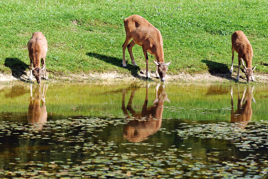 Durstiges Trio