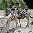 durstiges Zebrakind