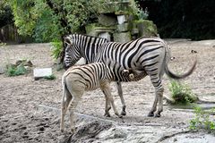 durstiges Zebrakind