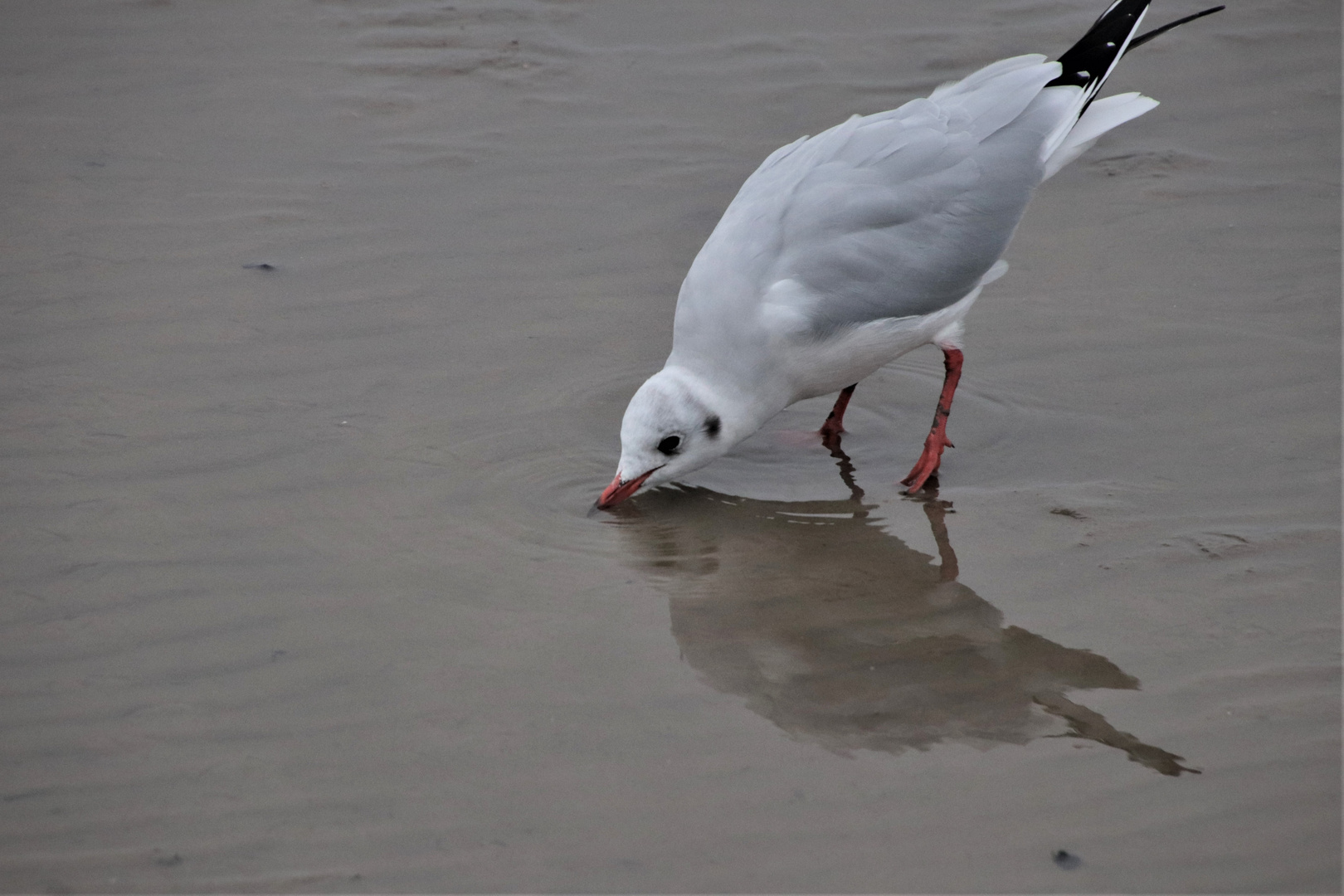 Durstig.........Spiegeltag