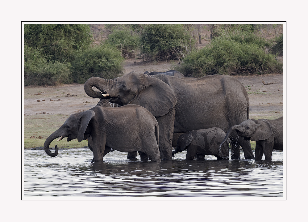 *** Durstlöschen am Chobe River! (2) ***