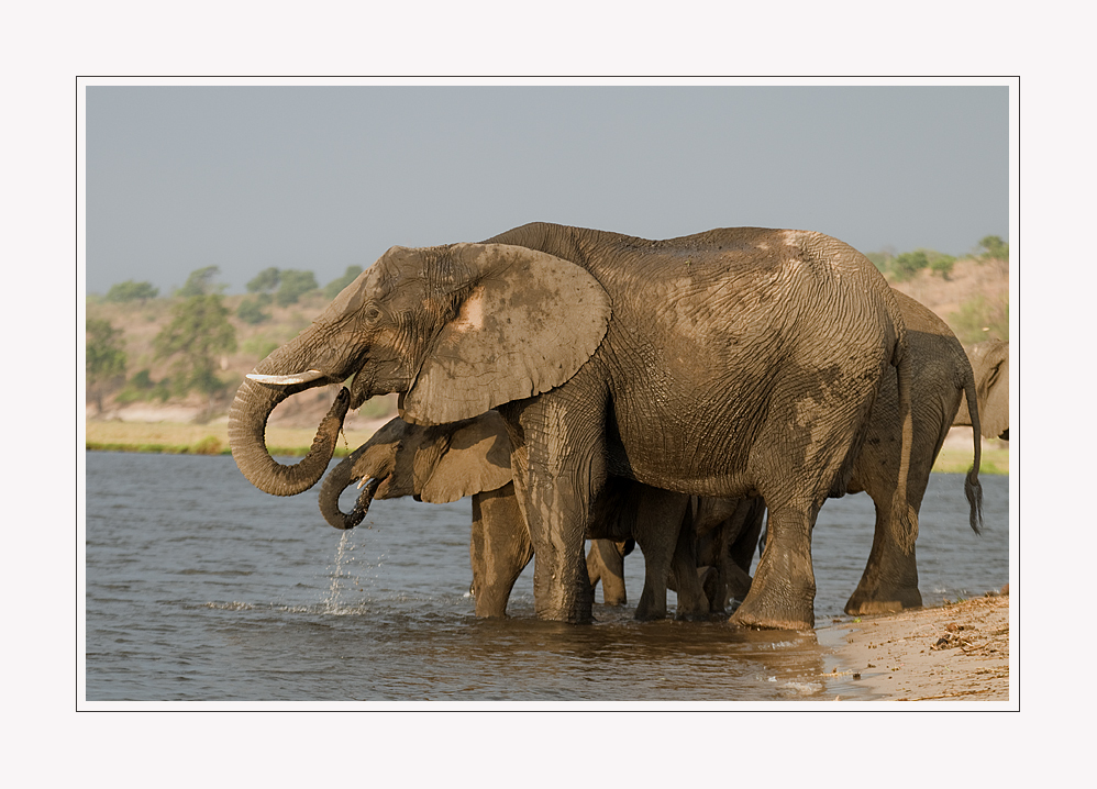 *** Durstlöschen am Chobe River! ***