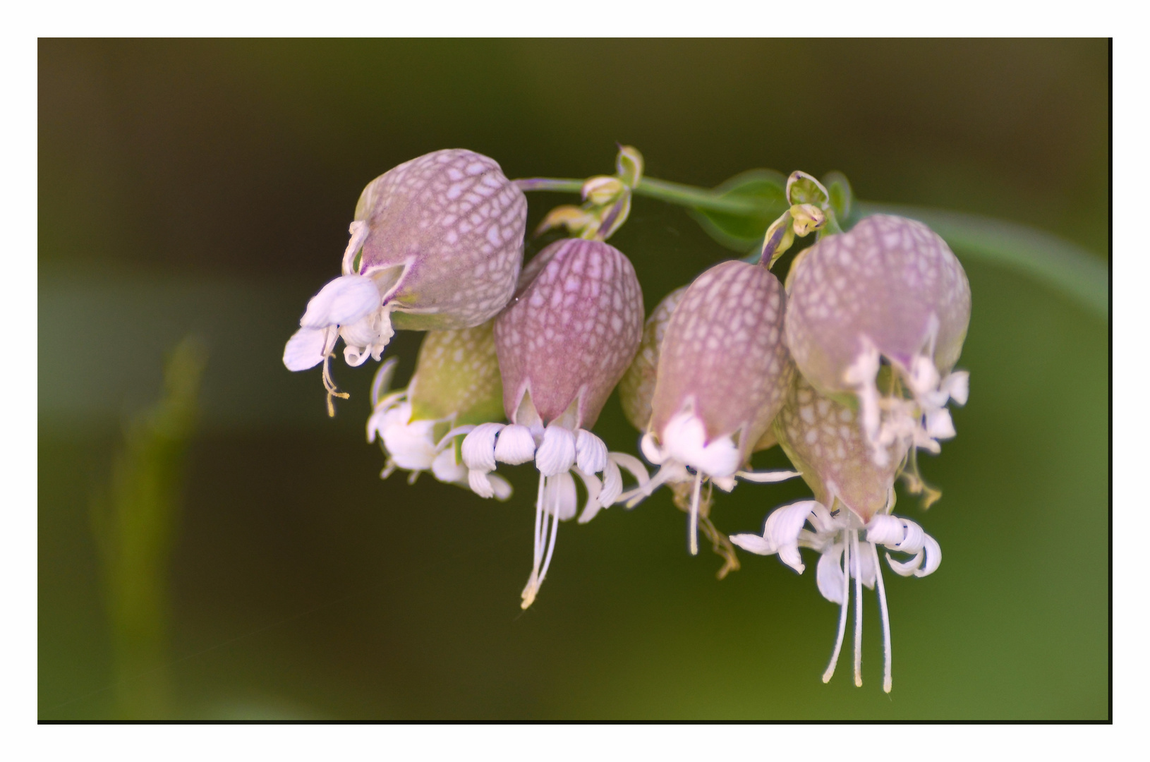 Duschblume