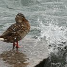 Dusche gefällig?