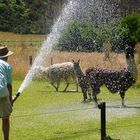 Dusche gefällig