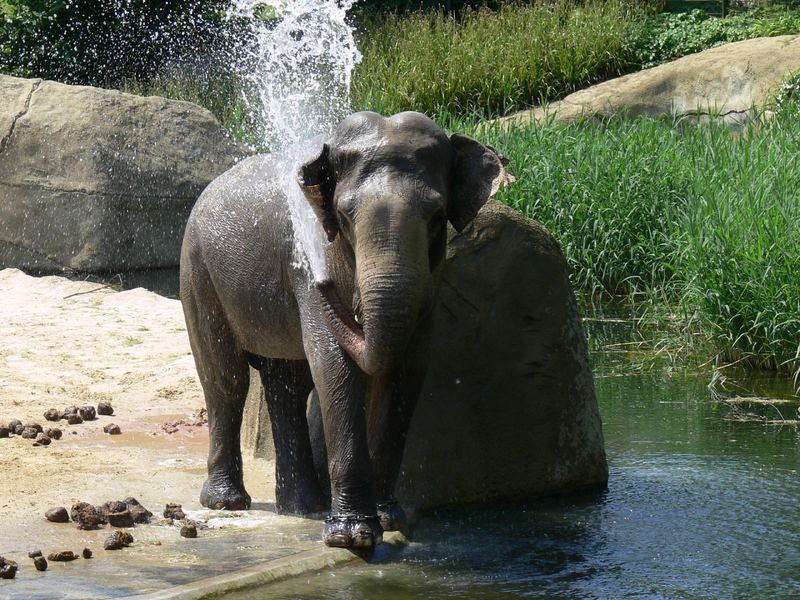 duschender Elephant