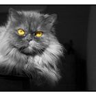 Animals & Pets