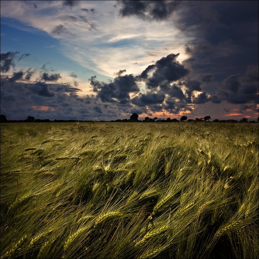 dusk above the barley field 2