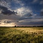 dusk above the barley field