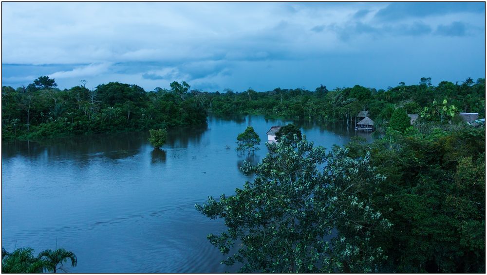 Dusk in the rainforest