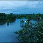 Dusk in the rainforest