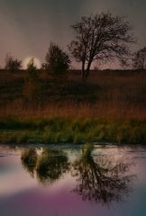 Dusk over the swamp