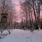 Dusk over the winter forest