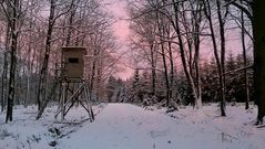 Dusk over the winter forest