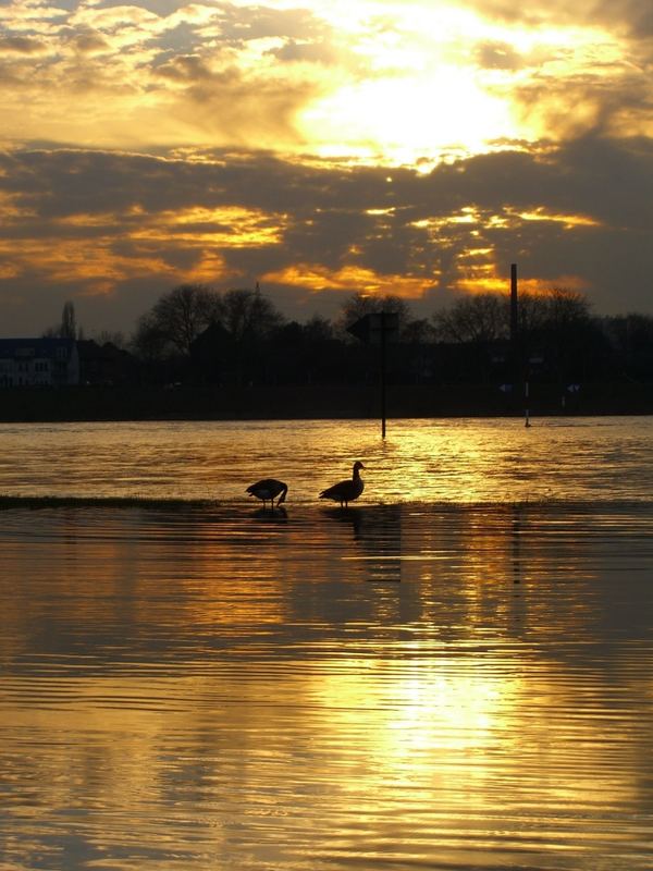 Dusk @ Rhine