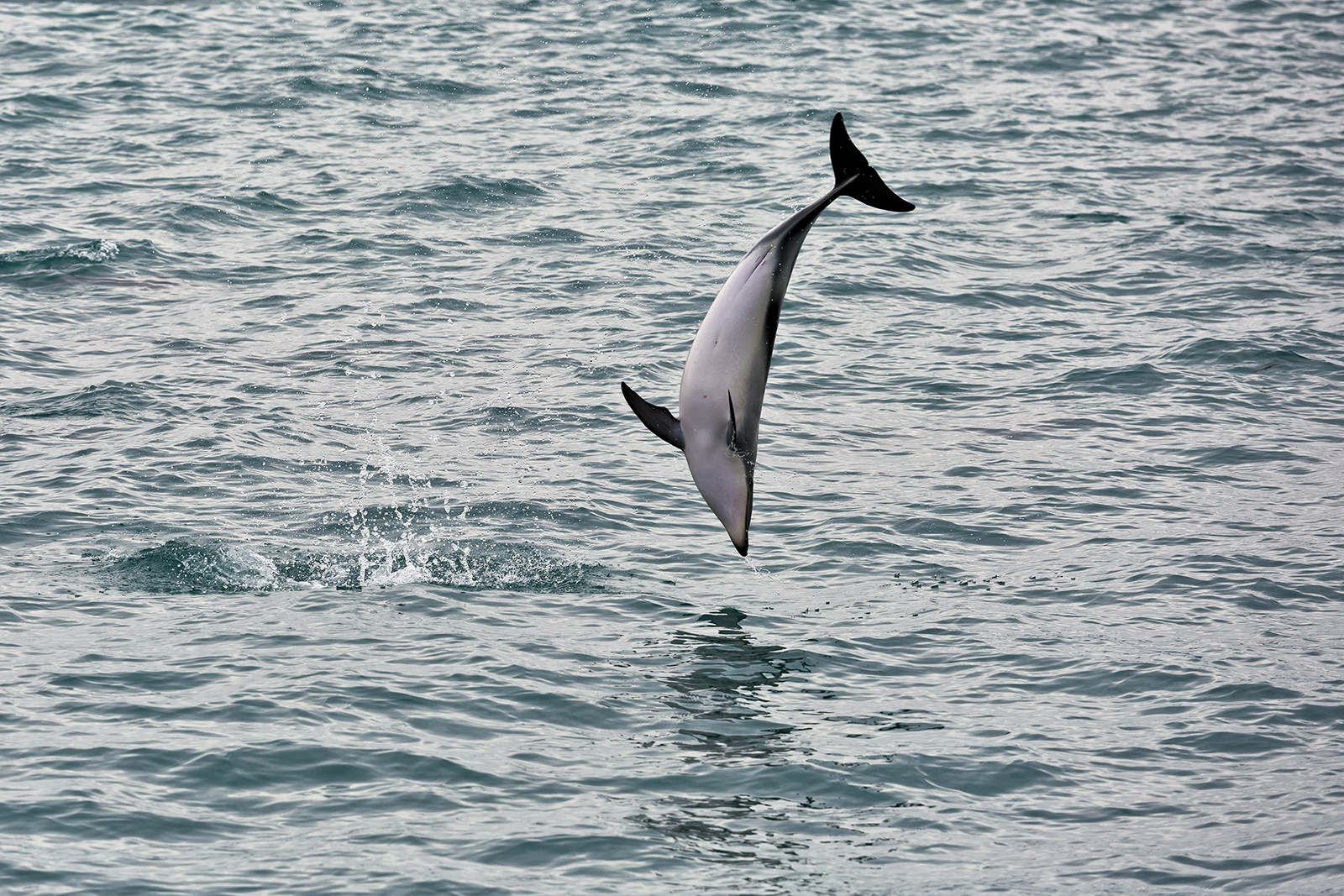 Dusky Dolphin