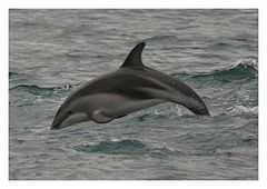 Dusky Dolphin