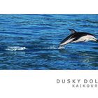 Dusky Dolphin