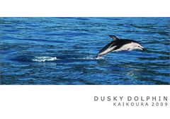 Dusky Dolphin