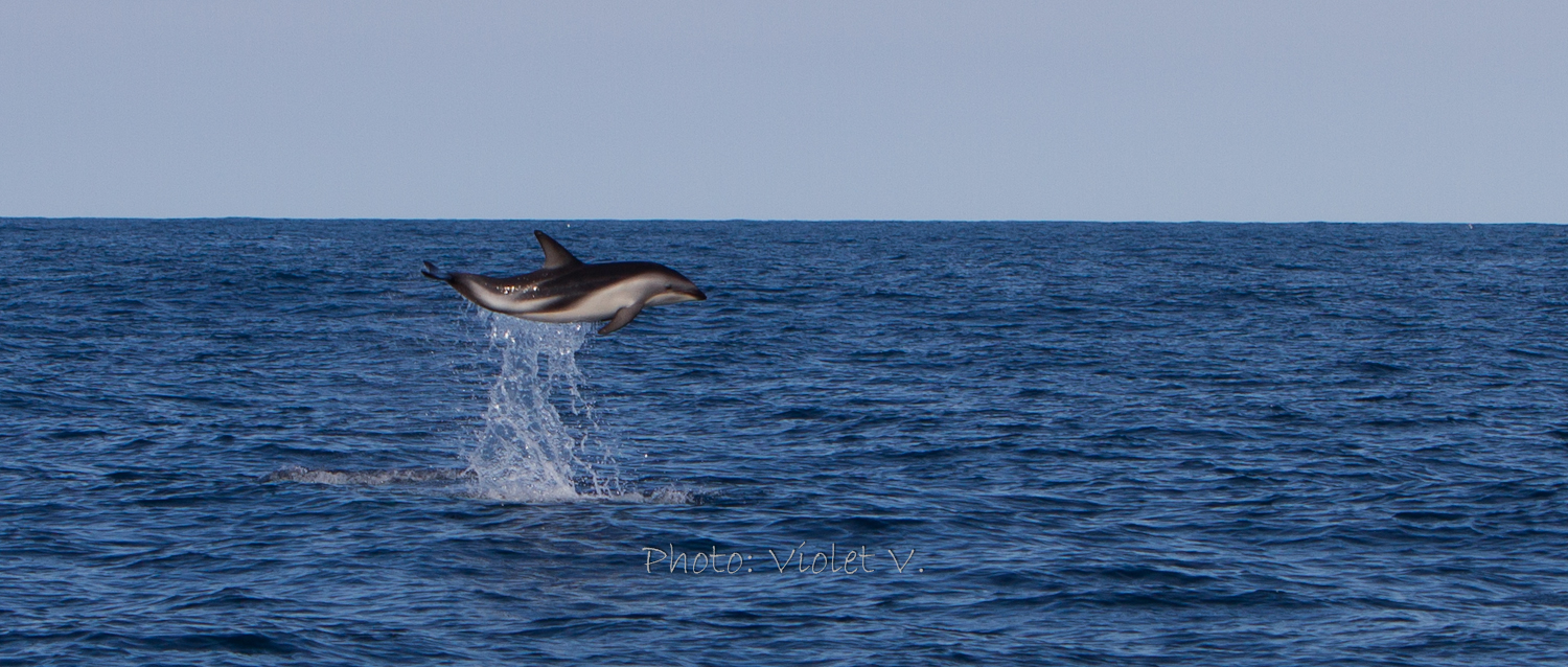 Dusky Dolphin in Kaikoura - Neuseeland