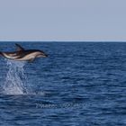 Dusky Dolphin in Kaikoura - Neuseeland