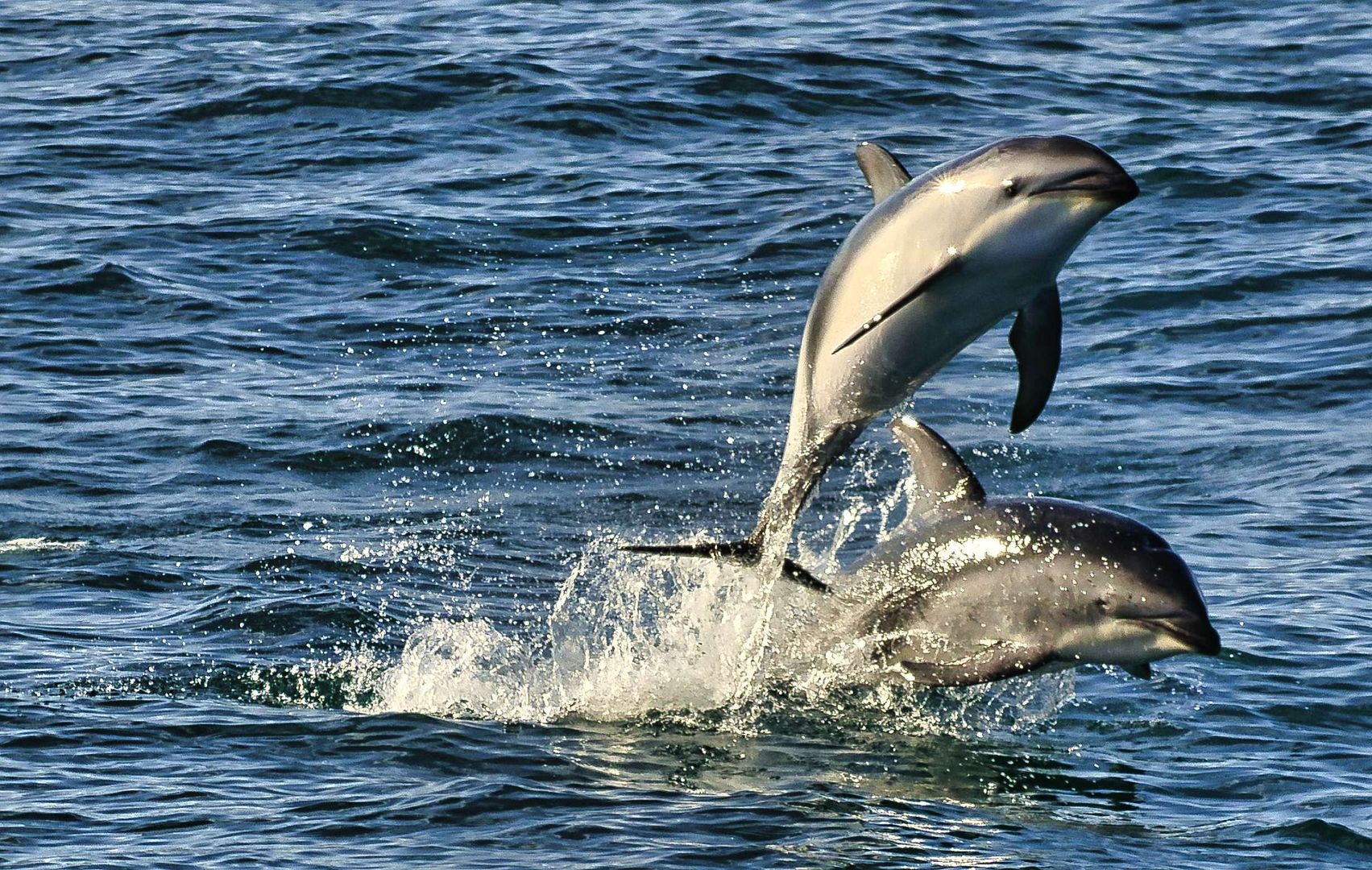 Dusky Dolphin - Kaikoura