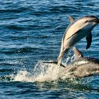 Dusky Dolphin - Kaikoura