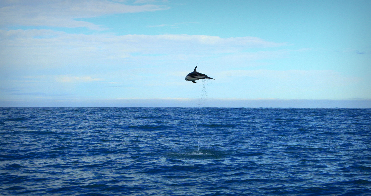 Dusky Dolphin. New Zealand.